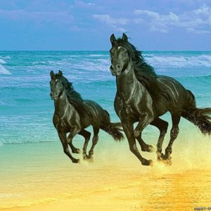 download More horse wallpapers! – Horses Wallpaper (15705243) – Fanpop