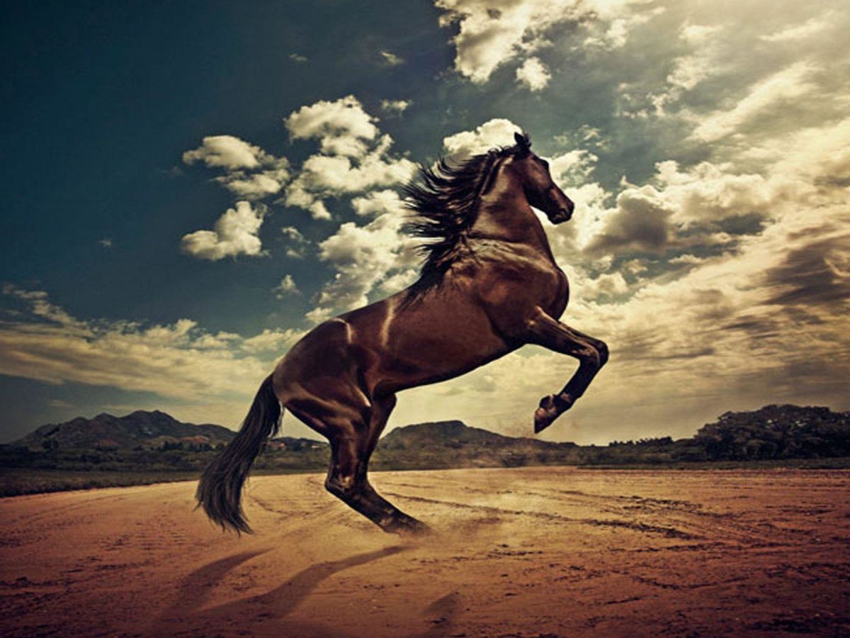 Horse Wallpapers|HD Horses Wallpapers | Beautiful Cool Wallpapers