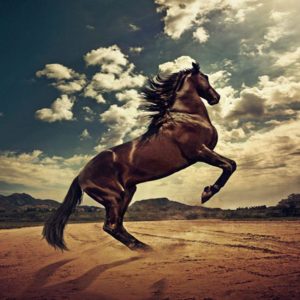 download Horse Wallpapers|HD Horses Wallpapers | Beautiful Cool Wallpapers