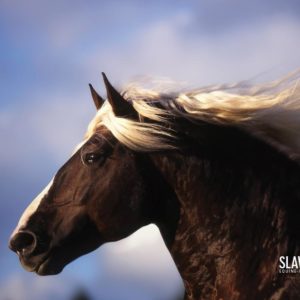 download Slawik horse wallpapers – Horses Wallpaper (6070990) – Fanpop