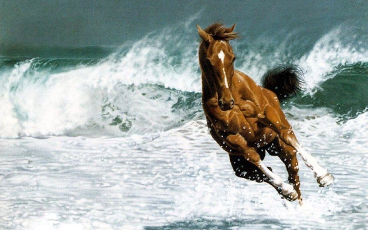 Beautiful Horse – Horses Wallpaper (22410583) – Fanpop