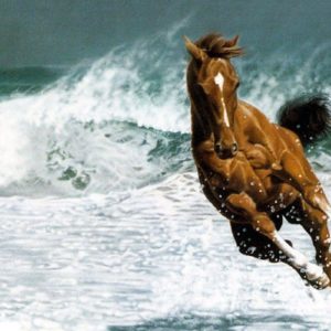 download Beautiful Horse – Horses Wallpaper (22410583) – Fanpop