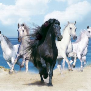 download Horse Wallpaper Desktop