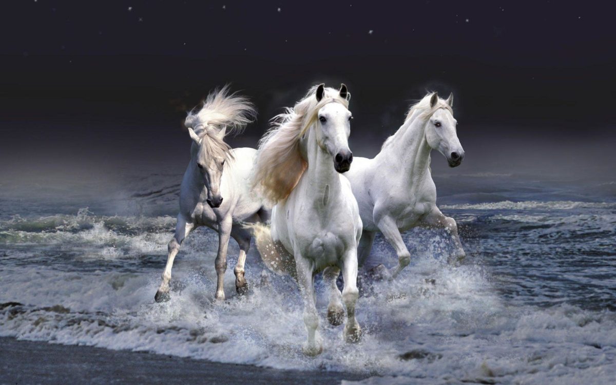 Rising Brown And Black Horse desktop wallpaper | WallpaperPixel