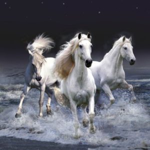 download Rising Brown And Black Horse desktop wallpaper | WallpaperPixel