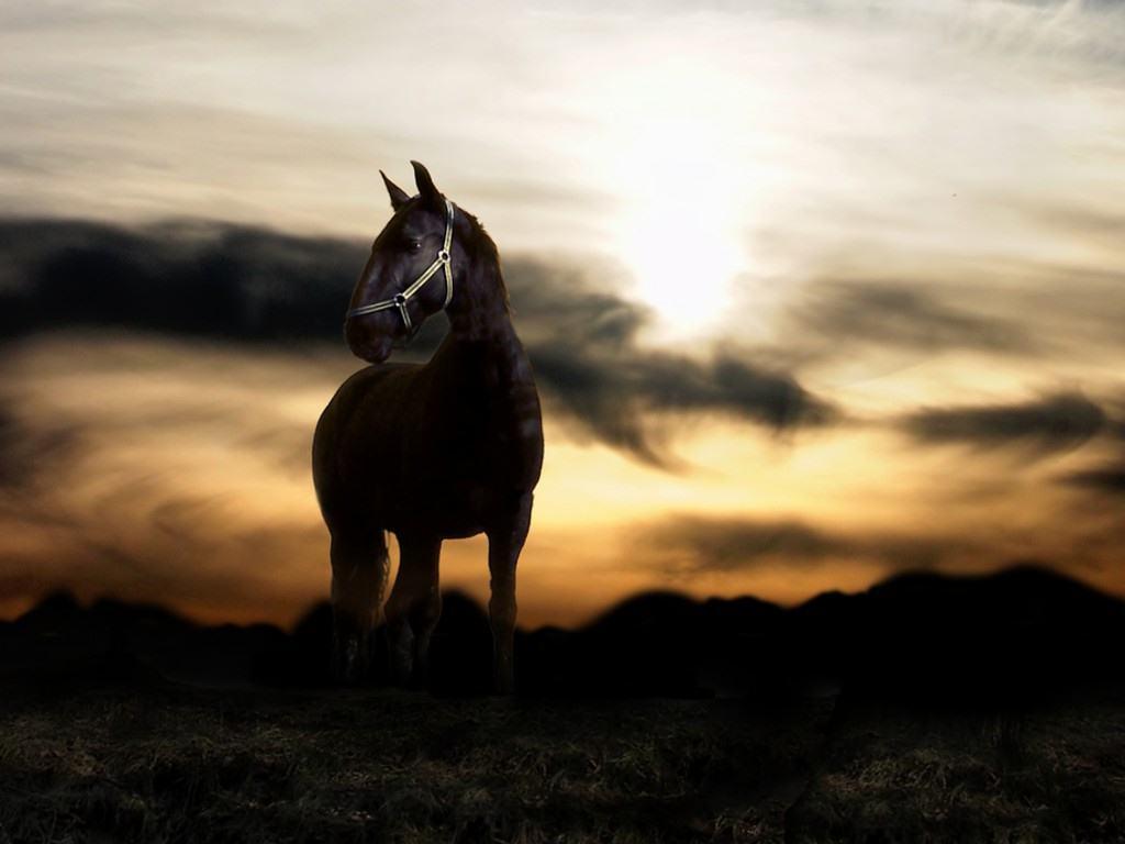 Animal Horse Free Wallpaper Android #881 Wallpaper computer | best …