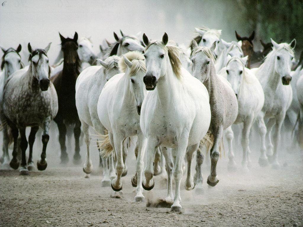 Horse White HD Wallpaper Android #844 Wallpaper computer | best …