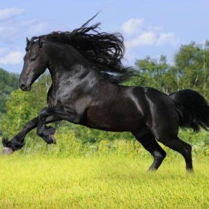 download Horse Desktop 3 Wallpapers and Background