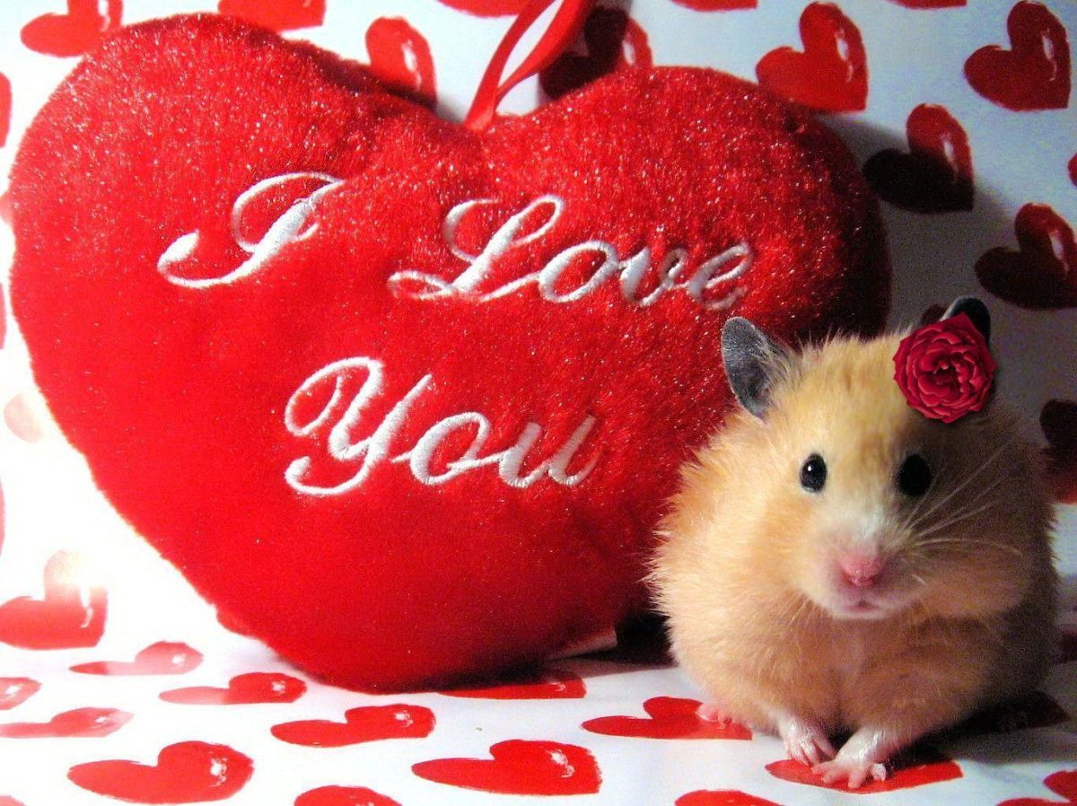 I Love You Images, Wallpapers, Photos