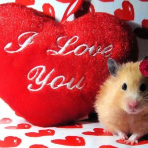 download I Love You Images, Wallpapers, Photos