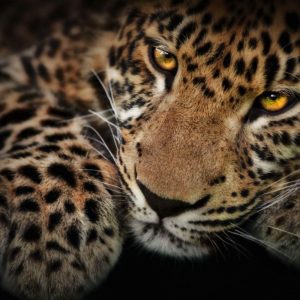 download 24 Jaguar Wallpapers Download