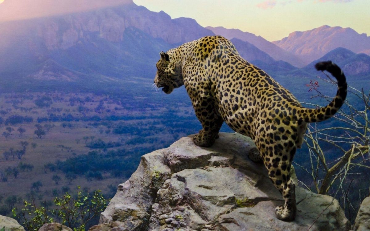 188 Jaguar HD Wallpapers | Backgrounds – Wallpaper Abyss