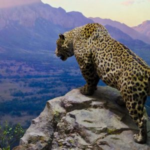 download 188 Jaguar HD Wallpapers | Backgrounds – Wallpaper Abyss