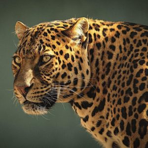 download Wallpaper's Collection: «Jaguar Wallpapers»