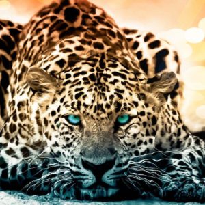 download 188 Jaguar HD Wallpapers | Backgrounds – Wallpaper Abyss