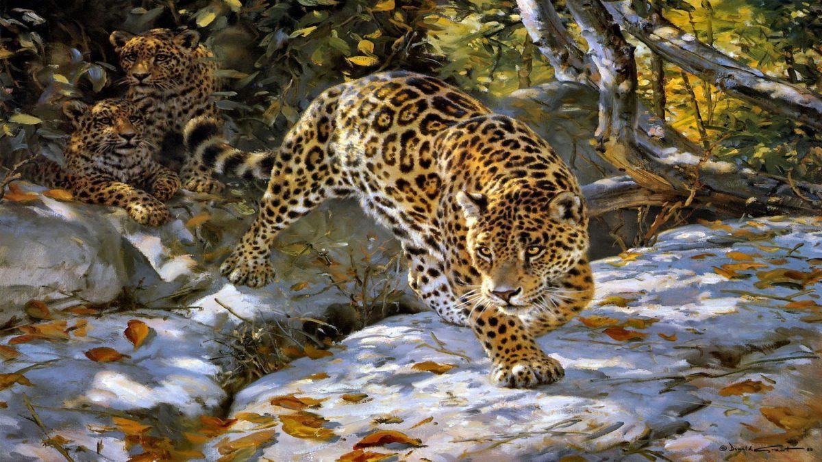 Wallpaper's Collection: «Jaguar Wallpapers»