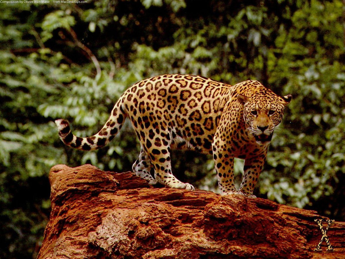 Great Jaguar Wallpapers | HD Wallpapers