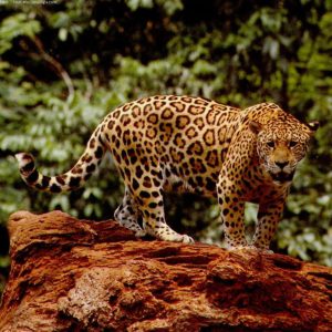 download Great Jaguar Wallpapers | HD Wallpapers