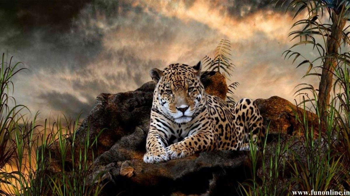 Jaguar Wallpapers HD – WallpaperSafari