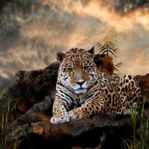 download Jaguar Wallpapers HD – WallpaperSafari