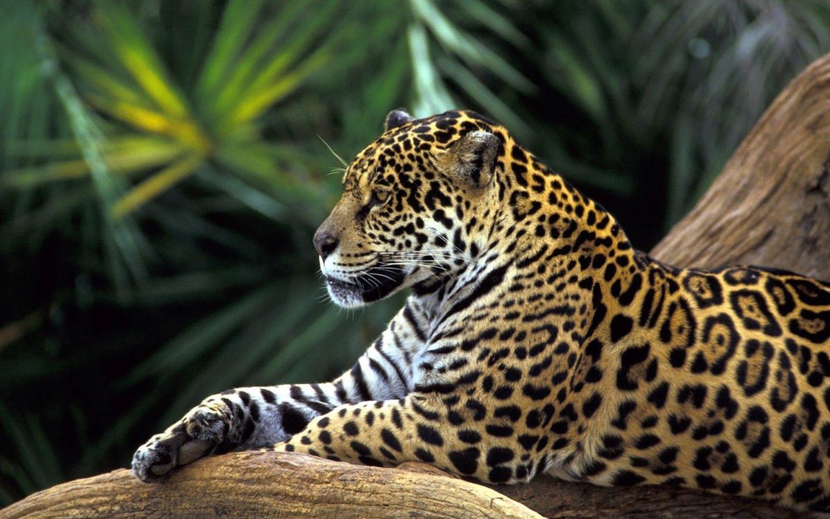 Jaguar wallpapers – Wallpapers