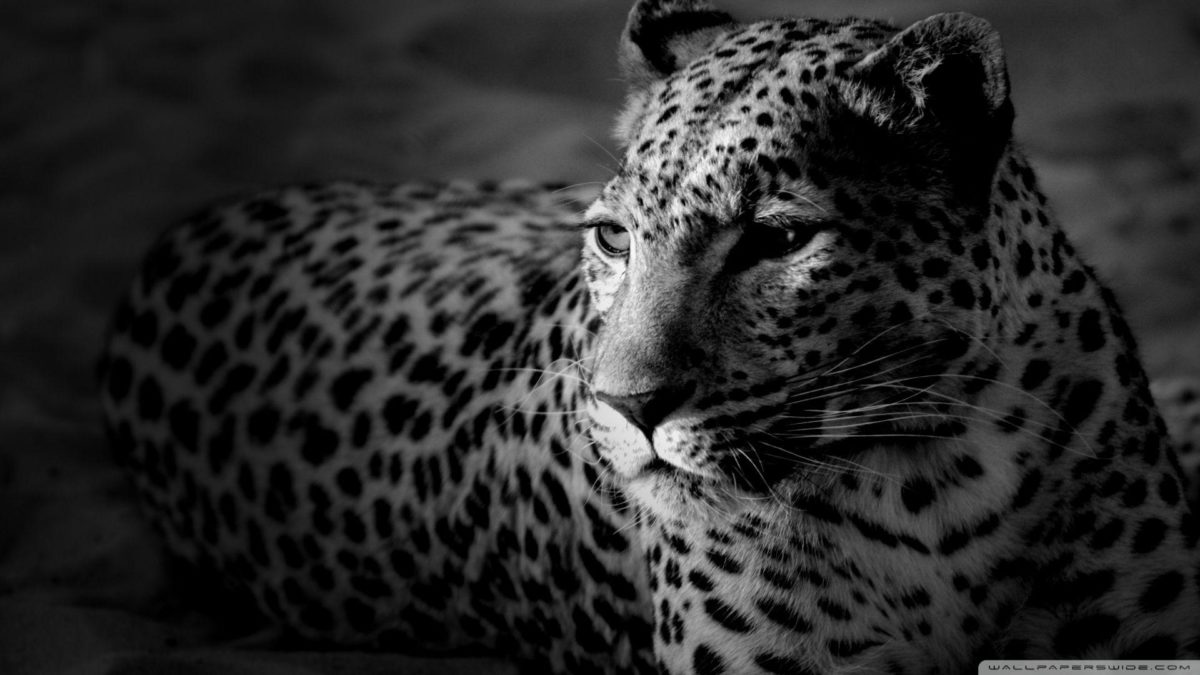 Black And White Jaguar HD desktop wallpaper : Widescreen : High …