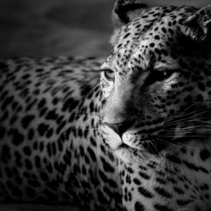 download Black And White Jaguar HD desktop wallpaper : Widescreen : High …