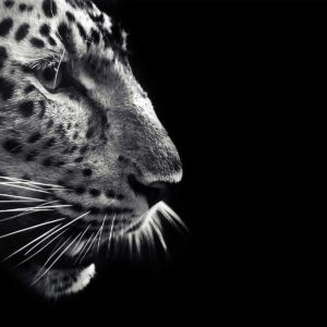download Black Jaguar Wallpapers Group (73+)