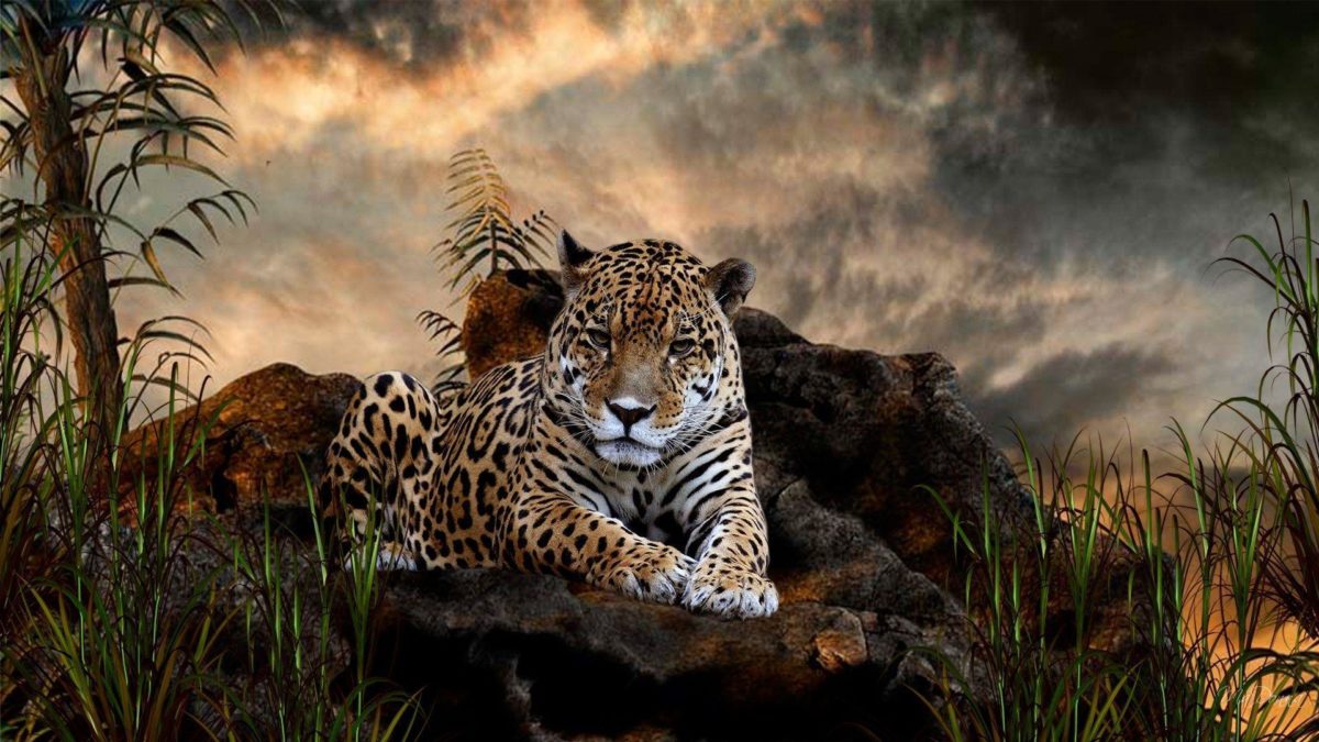 Jaguar HD Wallpapers