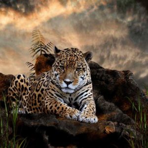 download Jaguar HD Wallpapers