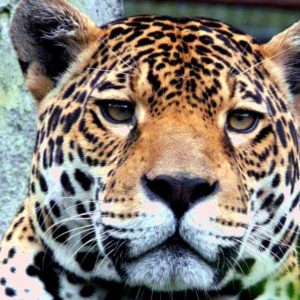 download Jaguar Desktop and Mobile Wallpaper – Animals Town