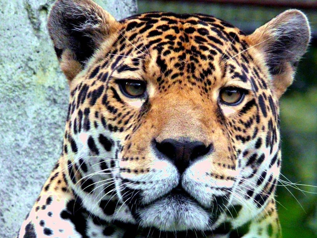 Jaguar Desktop and Mobile Wallpaper – Animals Town