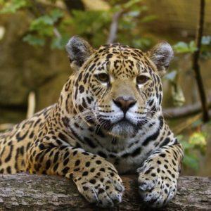 download YouWall – Beautiful Jaguar Wallpaper – wallpaper,wallpapers,free …