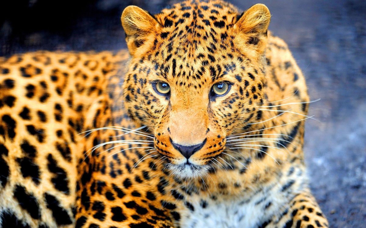 Dangerous jaguar Wallpapers | Pictures