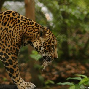 download Jaguars Wallpaper – WallpaperSafari