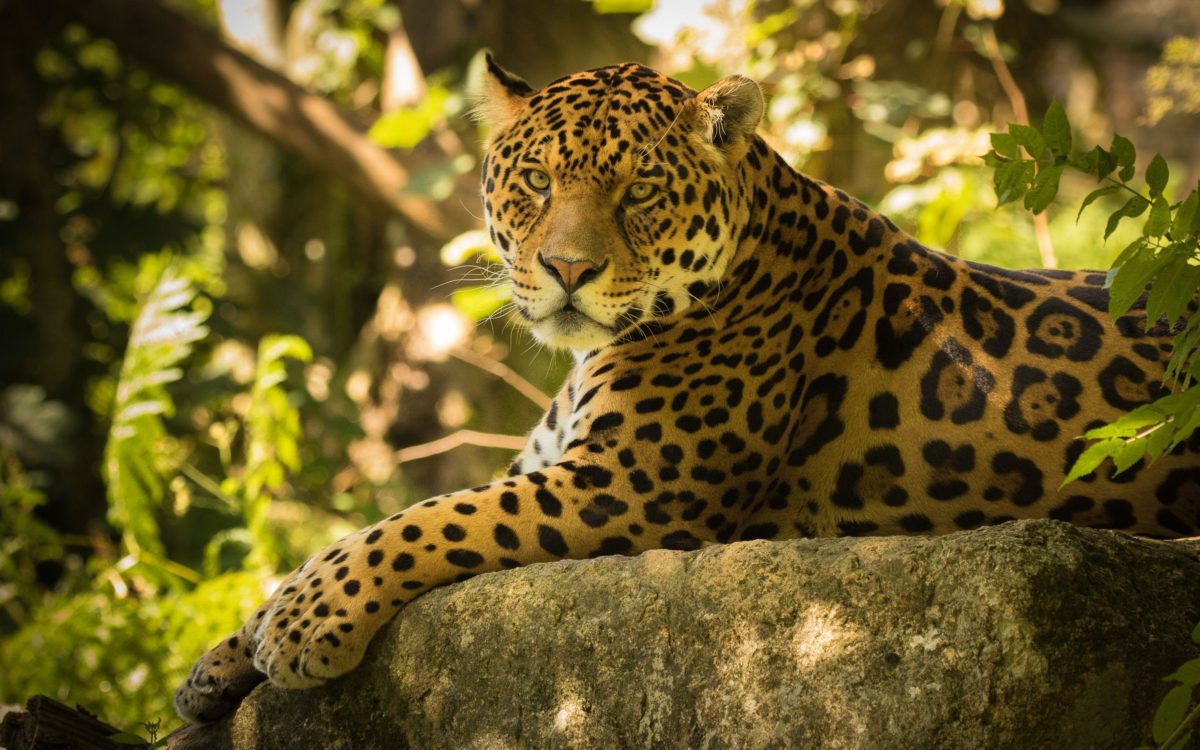 Chincha the Jaguar Wallpapers | HD Wallpapers