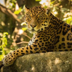 download Chincha the Jaguar Wallpapers | HD Wallpapers