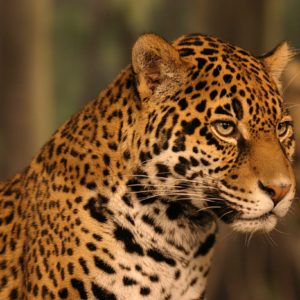download Jaguar Wallpapers HD – WallpaperSafari