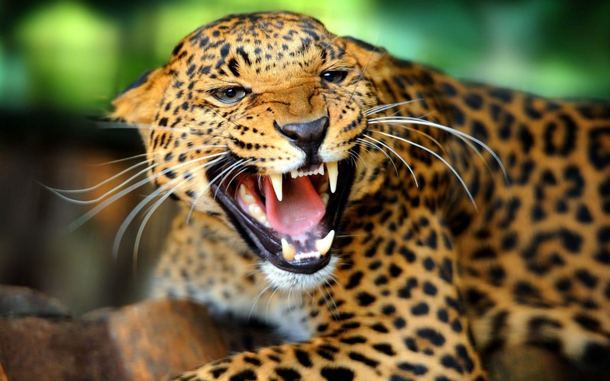 HD Jaguar Wallpapers and Photos | HD Animals Wallpapers