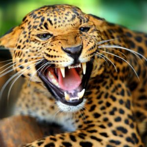 download HD Jaguar Wallpapers and Photos | HD Animals Wallpapers
