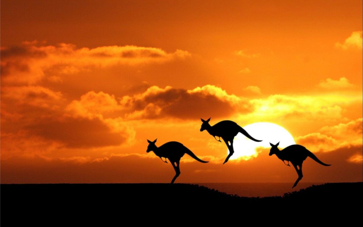 41 Kangaroo Wallpapers | Kangaroo Backgrounds