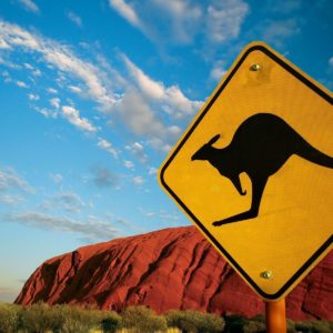 download Kangaroo Wallpapers – Full HD wallpaper search