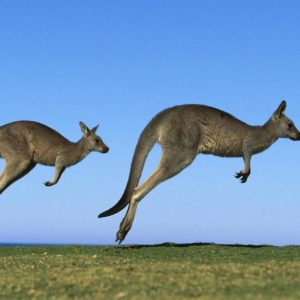 download Kangaroo HD Wallpapers | Kangaroo Pictures Download | Cool Wallpapers