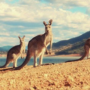 download 41 Kangaroo Wallpapers | Kangaroo Backgrounds