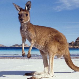 download Kangaroo HD Wallpapers – HD Wallpapers Inn