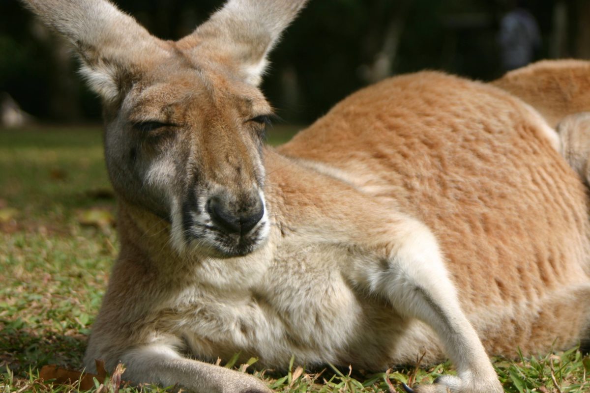 Pin Kangaroo Wallpaper on Pinterest