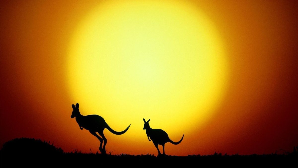 Kangaroo silhouettes Wallpaper #