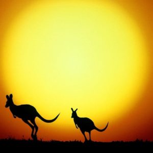 download Kangaroo silhouettes Wallpaper #