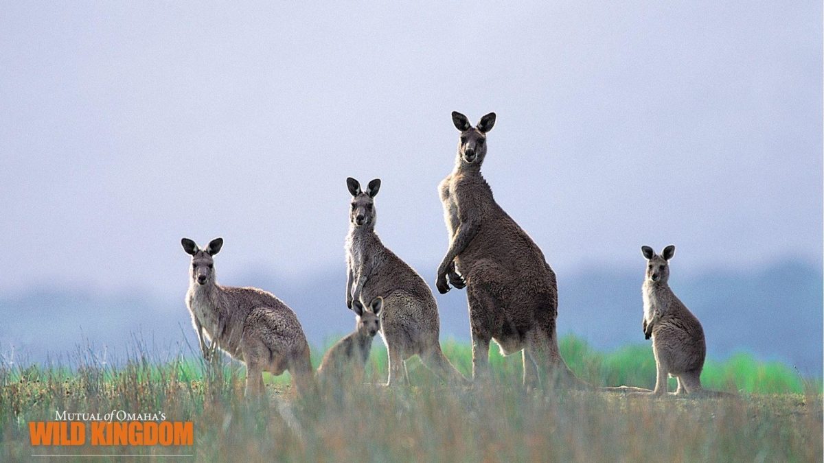 Kangaroo Wallpaper – 1920×1080 wallpaper download –