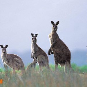 download Kangaroo Wallpaper – 1920×1080 wallpaper download –